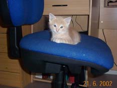 minipuss