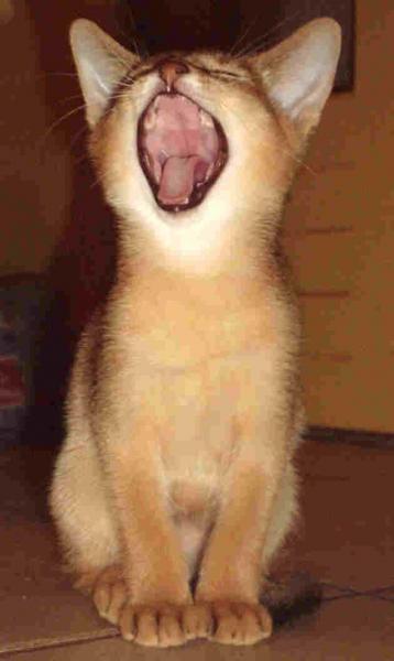 Slt!!